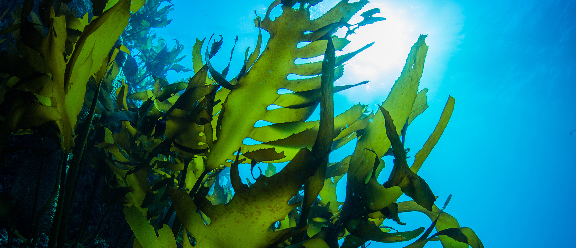5 Seaweed Benefits