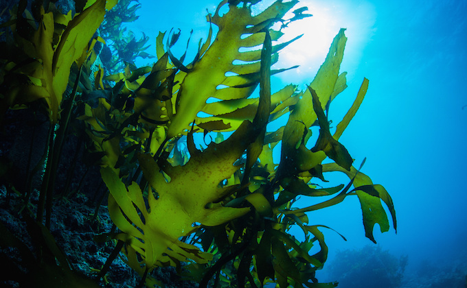 Seaweed As A Superfood – Vitamins, Minerals, Fiber And Protein