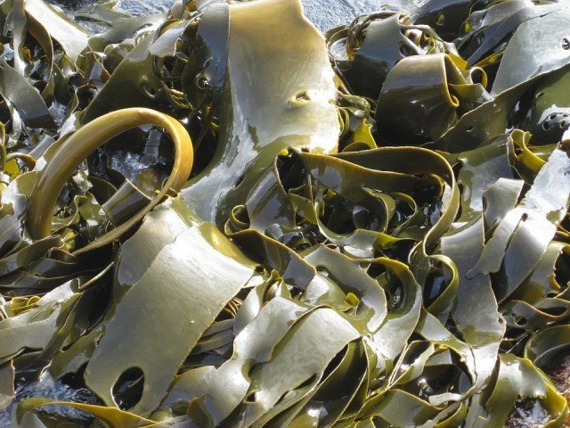 Other Ways To Use Seaweeds Except For Eating