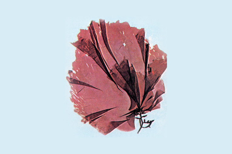 Porphyra Yezoensis 방사무늬돌김