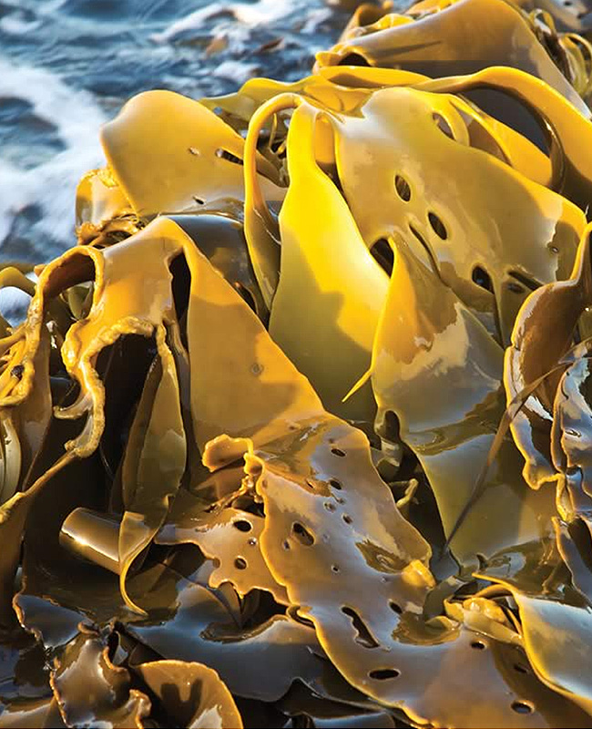 Why Demand For Seaweed Is About To Boom