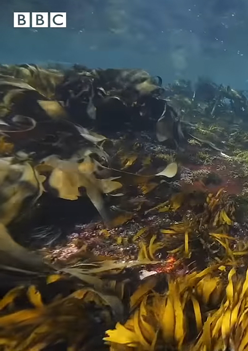 The Unique Power Of Australian Seaweed – BBC REEL